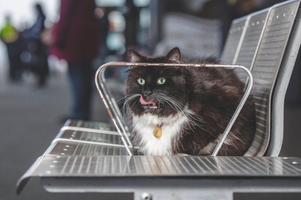 Felix the cat licks her lips as she lays on a bench at Huddersfield railway station.